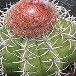 Melocactus matanzanus 整株植物