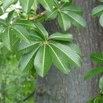 Adansonia za Лист