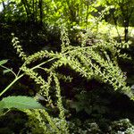 Aruncus dioicus Цветок