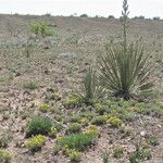 Yucca campestris Habitus