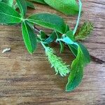 Salix bebbiana 花