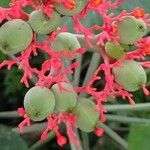 Jatropha podagrica Frukto