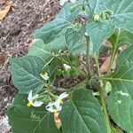 Solanum douglasii Habitus