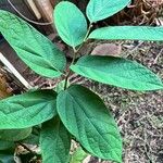 Aristolochia tricaudata Levél