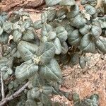 Shepherdia rotundifolia Blatt