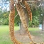 Handroanthus chrysotrichus Fruchs