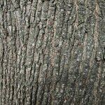 Acer cappadocicum বাকল