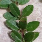 Euphorbia prostrata 葉