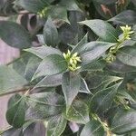 Sarcococca ruscifolia Foglia