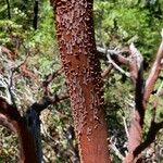 Arctostaphylos viscida 樹皮