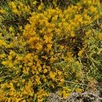 Genista lobelii Flower