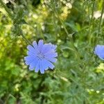 Cichorium endiviaFloare