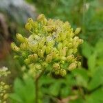 Ligusticum scothicum Fruit