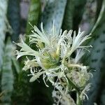 Sansevieria trifasciata Blomst