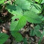 Fragaria moschata Folio