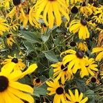 Rudbeckia hirtaLeaf