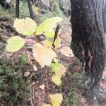 Betula pubescens Frunză