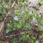 Veronica anagalloides Hábitos