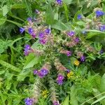 Anchusa procera Flower