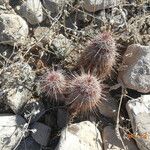 Echinocereus viridiflorus Pokrój