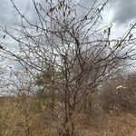 Albizia anthelmintica موطن