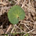 Soldanella hungarica Leaf