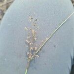 Eragrostis tenella Flower