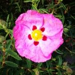 Cistus × purpureus പുഷ്പം