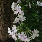 Phlox paniculata Blüte