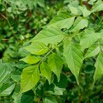 Millingtonia hortensis Leaf