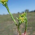 Euphorbia exigua Corteza