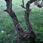 Cephalanthus occidentalis Bark