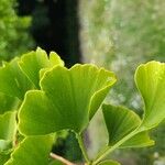 Ginkgo bilobaBlatt