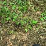 Lycopodium annotinumLeaf