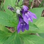 Lobelia siphilitica Flower