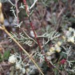 Artemisia alba Foglia