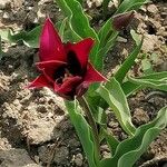 Tulipa undulatifolia Flor