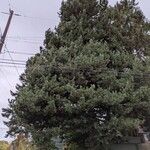 Pinus monticola Hábito