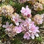 Armeria caespitosa Fiore