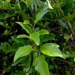 Volkameria inermis Leaf