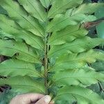 Olfersia cervina Leaf