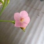 Talinum fruticosum Flower