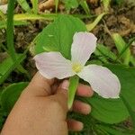 Trillium grandiflorumFlower