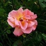 Rosa spp. Fiore
