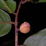 Uvaria obanensis Flor