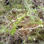 Cruciata pedemontana Leaf