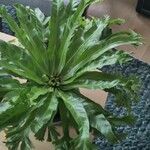 Asplenium nidus Blatt