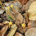 Voyria aphylla 花