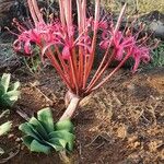 Ammocharis tinneana Συνήθη χαρακτηριστικά