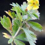 Potentilla erecta عادت داشتن